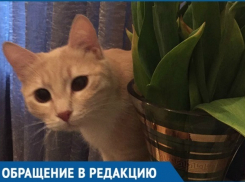 Спецслужбы Кубани отказали сочинке в спасении кота