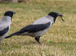 В Краснодаре вороны поедают первых весенних ящериц