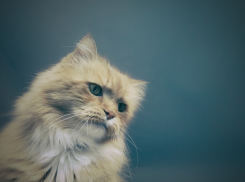  На Кубань придут дождь с мокрым снегом 