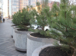  На улице Красной в Краснодаре поставят новые кадки с деревьями 