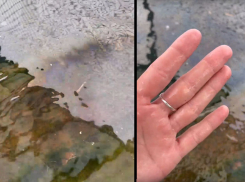 Из-за разлива нефти масляные пятна добрались до Анапского дельфинария