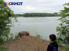 В Краснодаре высадили 6511 деревьев вместо 71361 вырубленного