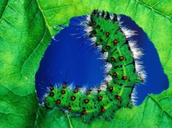 В Чистяковской роще деревья атаковало полчище гусениц 