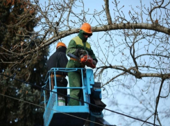  Мэрия Краснодара накажет подрядчиков, плохо обрезавших деревья 