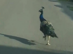 Зверье мое: «Райская птица» прошлась по краснодарским дорогам