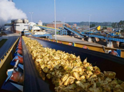 Миллион тонн сахарной свеклы заготовили заводы Кубани