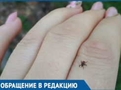  Женщина поймала клеща в Ботаническом саду Краснодара 