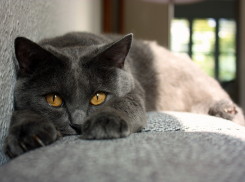 До 15 градусов потеплеет на Кубани 