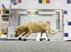 Я уеду жить в Лондон: безногая дворняга из Краснодара стала первой в мире киберсобакой с четырьмя протезами