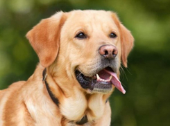 Краснодарец выкинул своего лабрадора с четвертого этажа