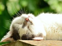  На Кубани начнется похолодание 