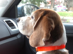 Актуальный Краснодар 27 марта: дождливо и почти холодно, проявляем фантазию, приветствуем сакуру, виски и сыр, чистим собак и кошек