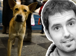 «Моих собак убили из-за мундиаля»: Новую скандальную статью написал испанский журналист Паскуаль