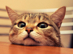  В субботу на Кубани потеплеет, дождя не будет 