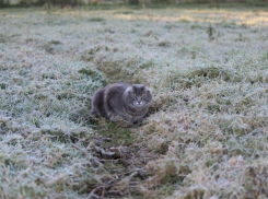  На Кубани ожидается мороз до минус трех градусов 