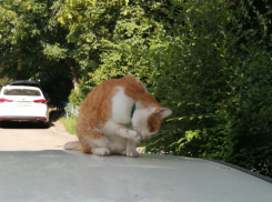 В Краснодаре по-летнему жарко