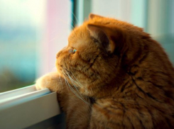 В ближайшие сутки на Кубани ожидаются осадки и усиление ветра