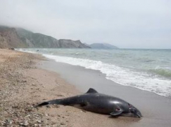 «Плохо лежит»: Врачей в Сочи вызвали на помощь к мертвому дельфину