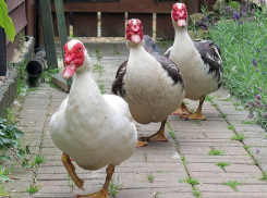 «Утиная история» на Кубани может закончиться для станичника тюрьмой  