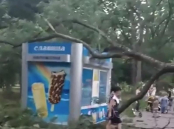 Огромное дерево упало на ларек с мороженым в парке Краснодара