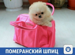 «Строительство, одежда, животные, образование»: Свежие частные объявления на «Блокнот Краснодар»