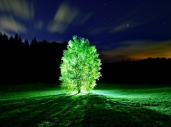 Ученые Краснодара научили газон давать свет