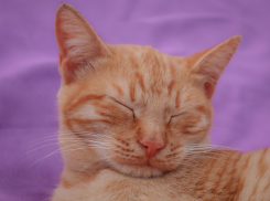 Температура на Кубани поднимется еще выше 