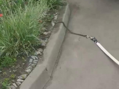 Змеи продолжают атаковать Краснодар 