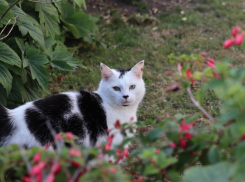 Снова жара пришла на Кубань