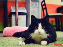 Зверье мое: хотели усыпить в Астрахани, но спасли в Краснодаре кошку с пулей под сердцем