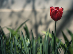 Важное в Краснодаре 11 апреля: у коллекторов и aнимeшников праздник, Конституцию Крыма приняли, а стричься нельзя