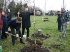  Глава Прикубанского округа Краснодара вместе с жителям посадил 10 платанов 