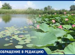  Редкая плантация индийского лотоса на Кубани оказалась на грани исчезновения 
