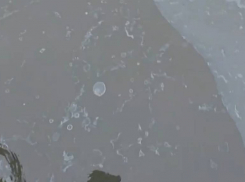 «Весь берег усыпан дохлой рыбой»: краснодарец показал сброс неизвестного вещества в Карасуны