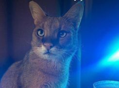 В Краснодаре объявили вознаграждение в 200 тысяч за потерявшегося кота