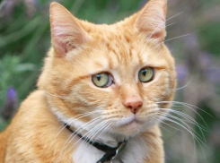 Коротко о погоде на Кубани: дождь, ливень, град