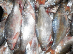 У берегов Краснодарского края пограничники задержали браконьеров, которые выловили 2200 особей тарани 