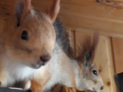 Краснодарка планирует приручить белку, обворовывающую балкон, а также ее друга