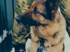 «Я ей больше, чем себе доверяю», — краснодарский кинолог о своей собаке