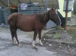 В Сочи голодные лошади искали еду в мусорных баках 