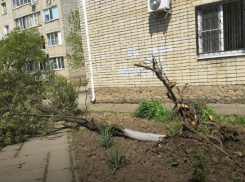 Причину сильного ветра в Краснодаре раскрыли метеорологи