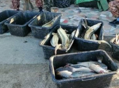 На Кубани задержали браконьеров добывающих осетров и пеленгаса 