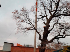 Спил разрешен: в Краснодаре 500-летний дуб находится в аварийном состоянии