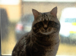 Сидите дома: Краснодар снова заметет