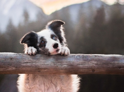 В Новороссийске откроется приют для бездомных животных