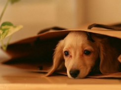 По факту нападения педиатра на щенка в Краснодаре начата проверка 