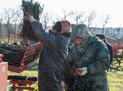 В развитие виноградорства в Анапе инвестировали 200 млн рублей 