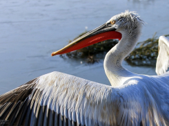Зверье мое: что за красоту «отдал» кудрявый пеликан