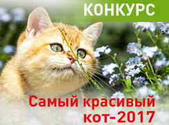 «Блокнот Краснодара» запускает конкурс «Самый красивый кот-2017» 