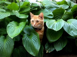 Тепло, но ветрено будет на Кубани 